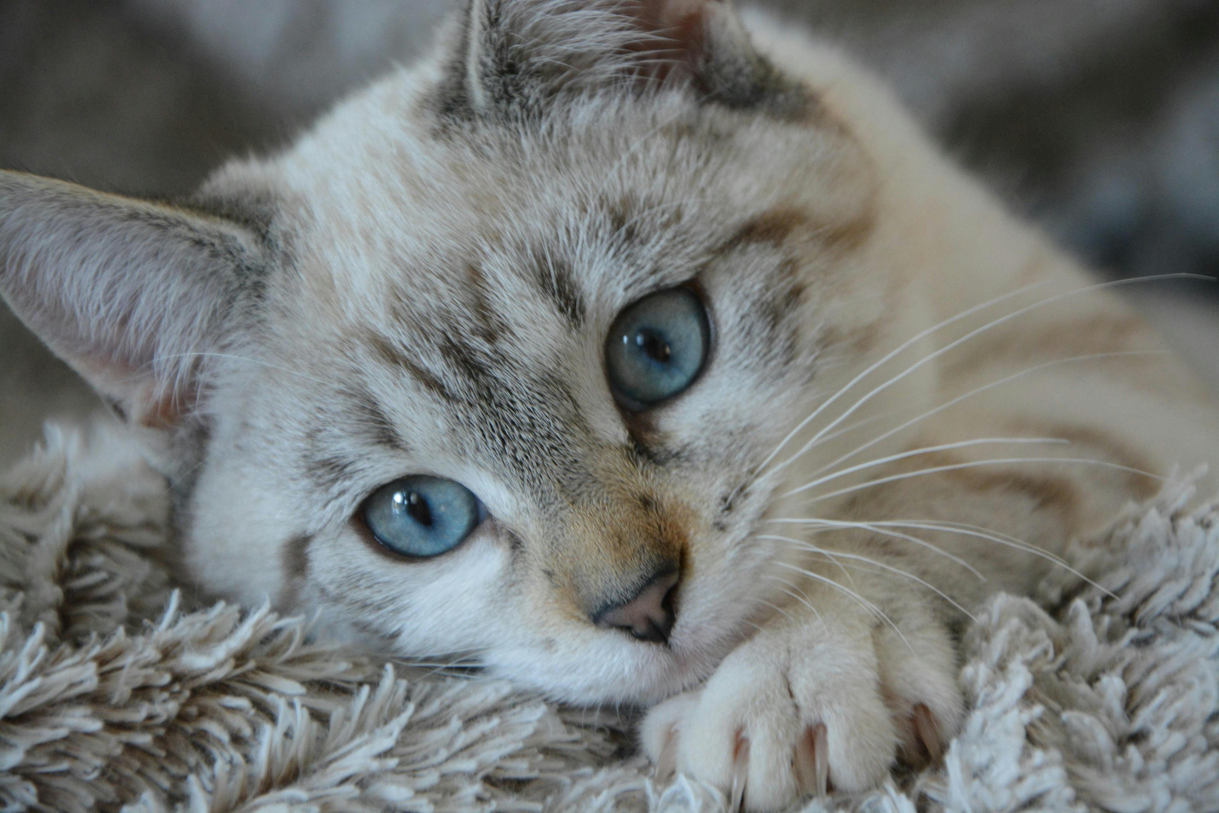 Blue eyed cat