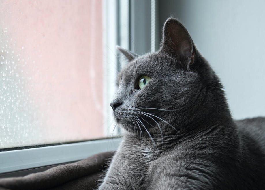 Grey cat watching a storm from the windowsill