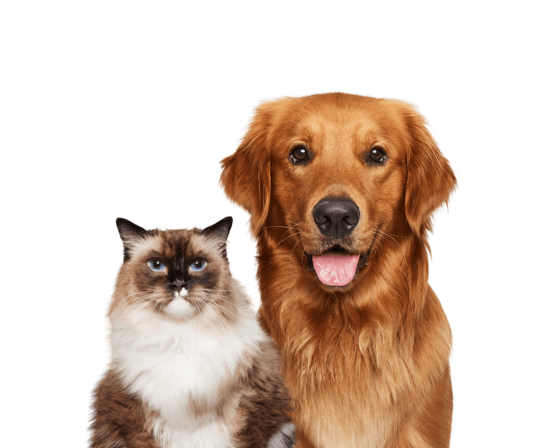 Happy smiling Golden Retriever dog with cute white and brown cat kitten