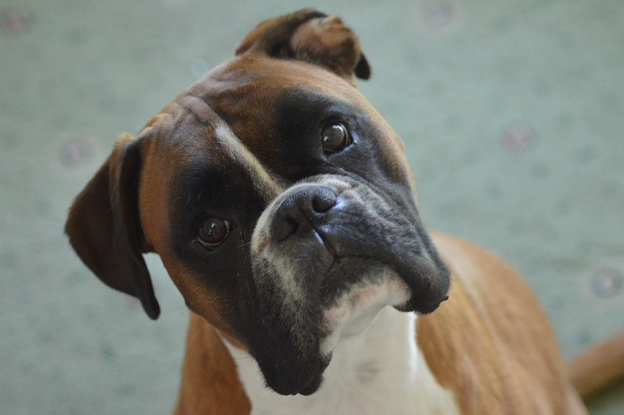 Close-up of a Boxer tilting their head at the camera.