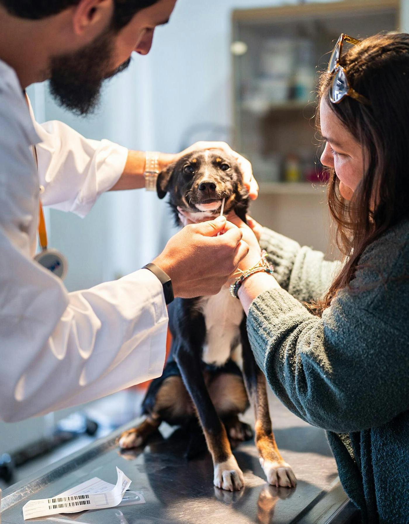 A man swabs a mixed breed dog while a woman holds it