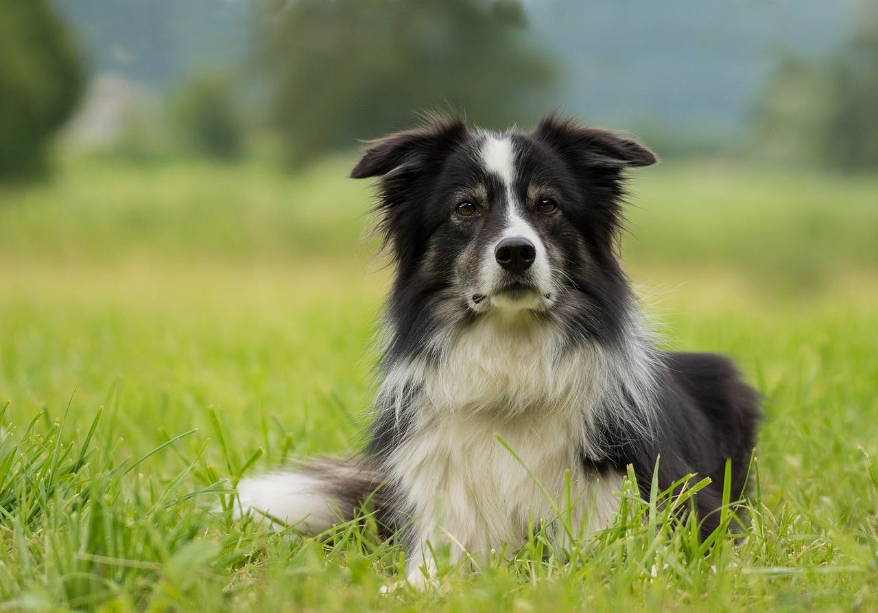 Border Collie sitting in the grass.