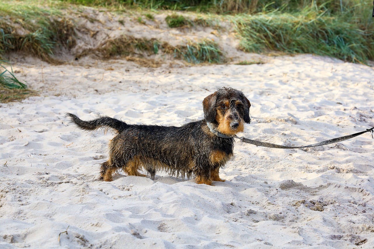 Wirehaired Dachshund on the beach.