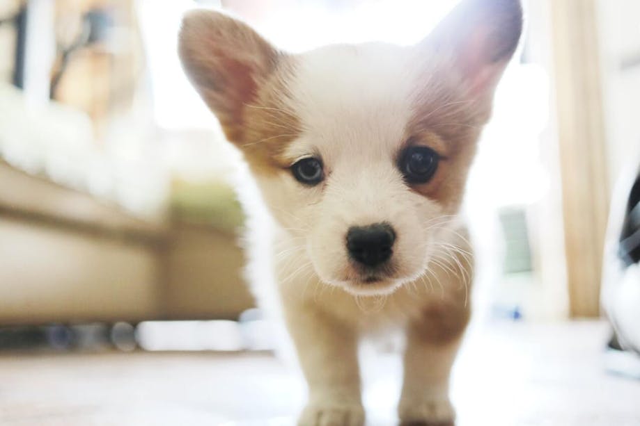 Close-up of a cute puppy inside