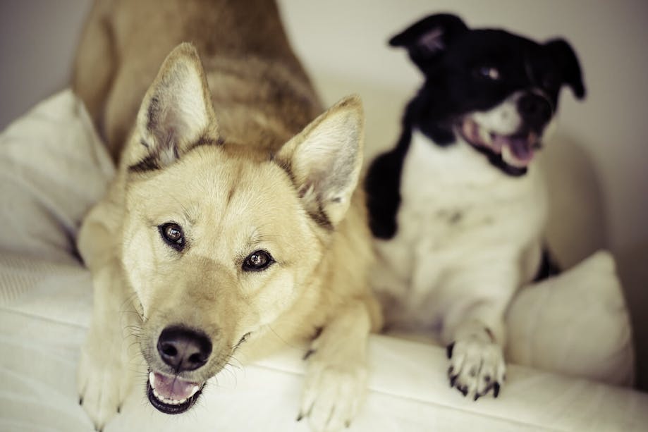 Mixed breed dog and purebred dog sitting together