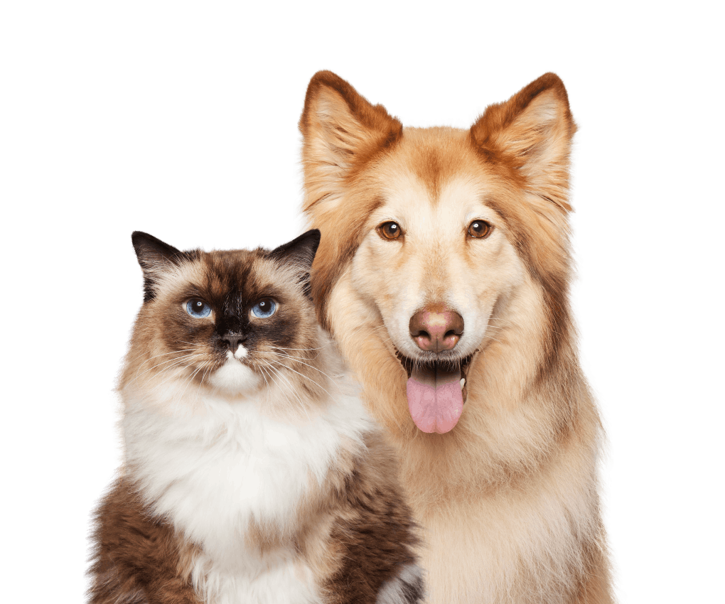 Cat and dog side by side