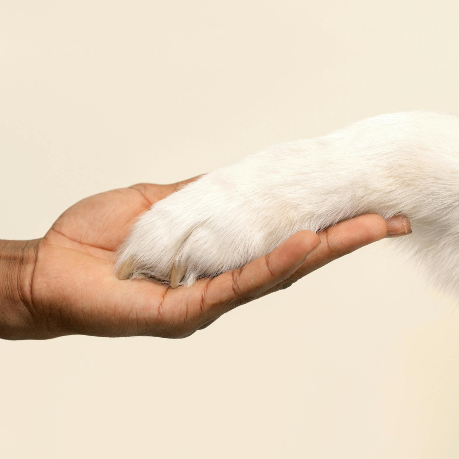 Vet's hand gently holding dog's paw