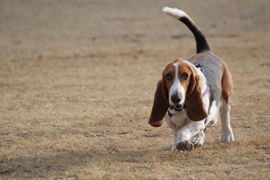 Basset Hound running