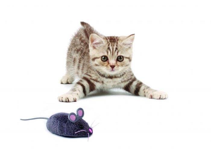 Cat playing with a robotic mouse