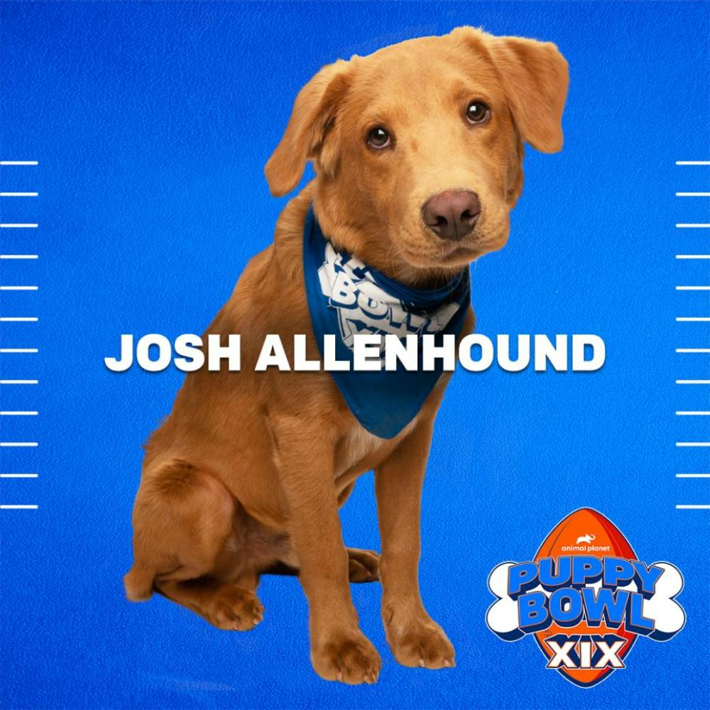 Josh Allenhound