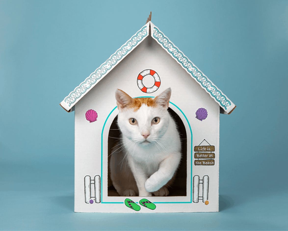 Cat coming out of a cat house