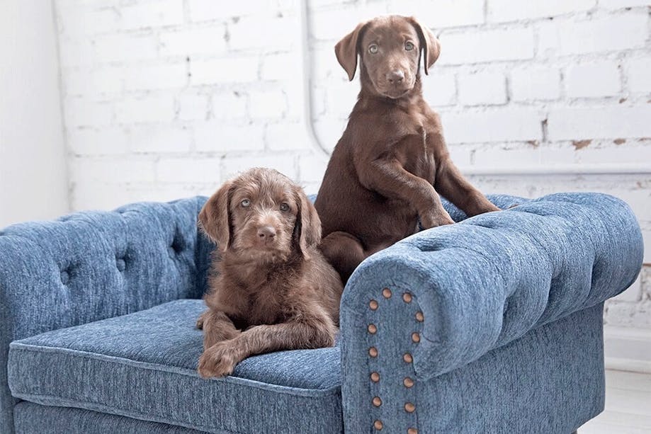 Puppies sitting on La-Z-Boy dog couch