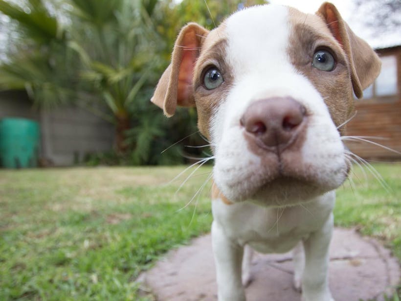 Close-up of a curious puppy's face