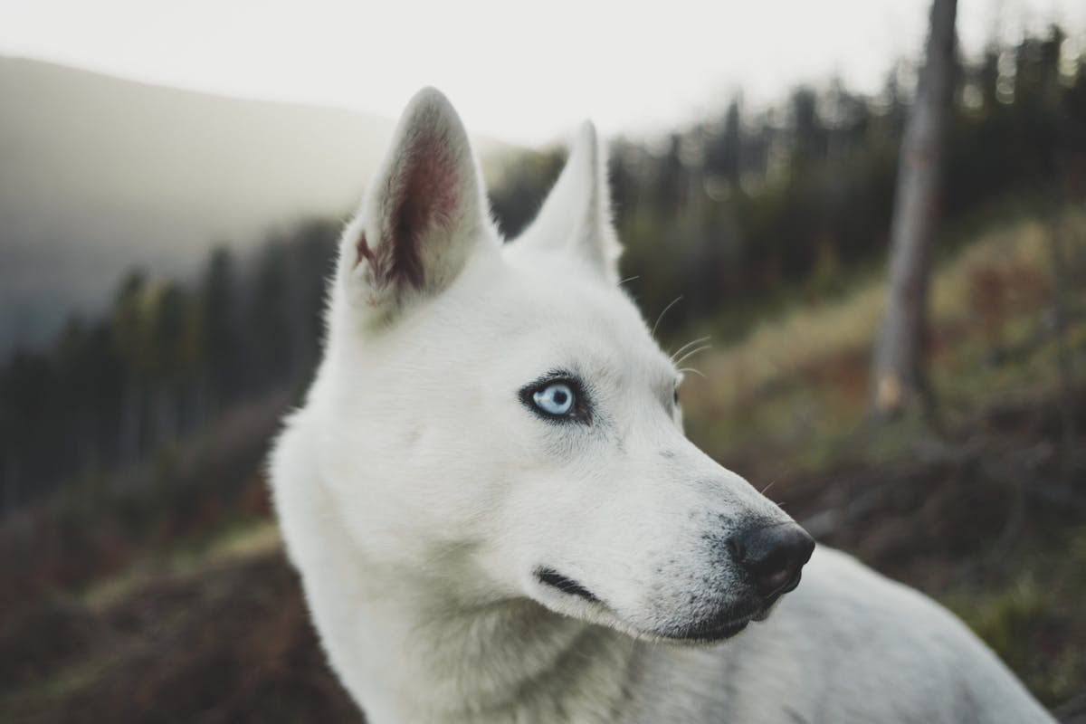 White dog with blue eyes