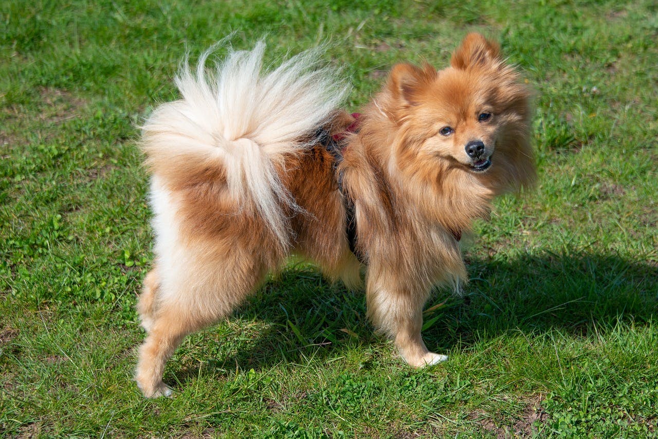 Pomeranian standing in the grass.