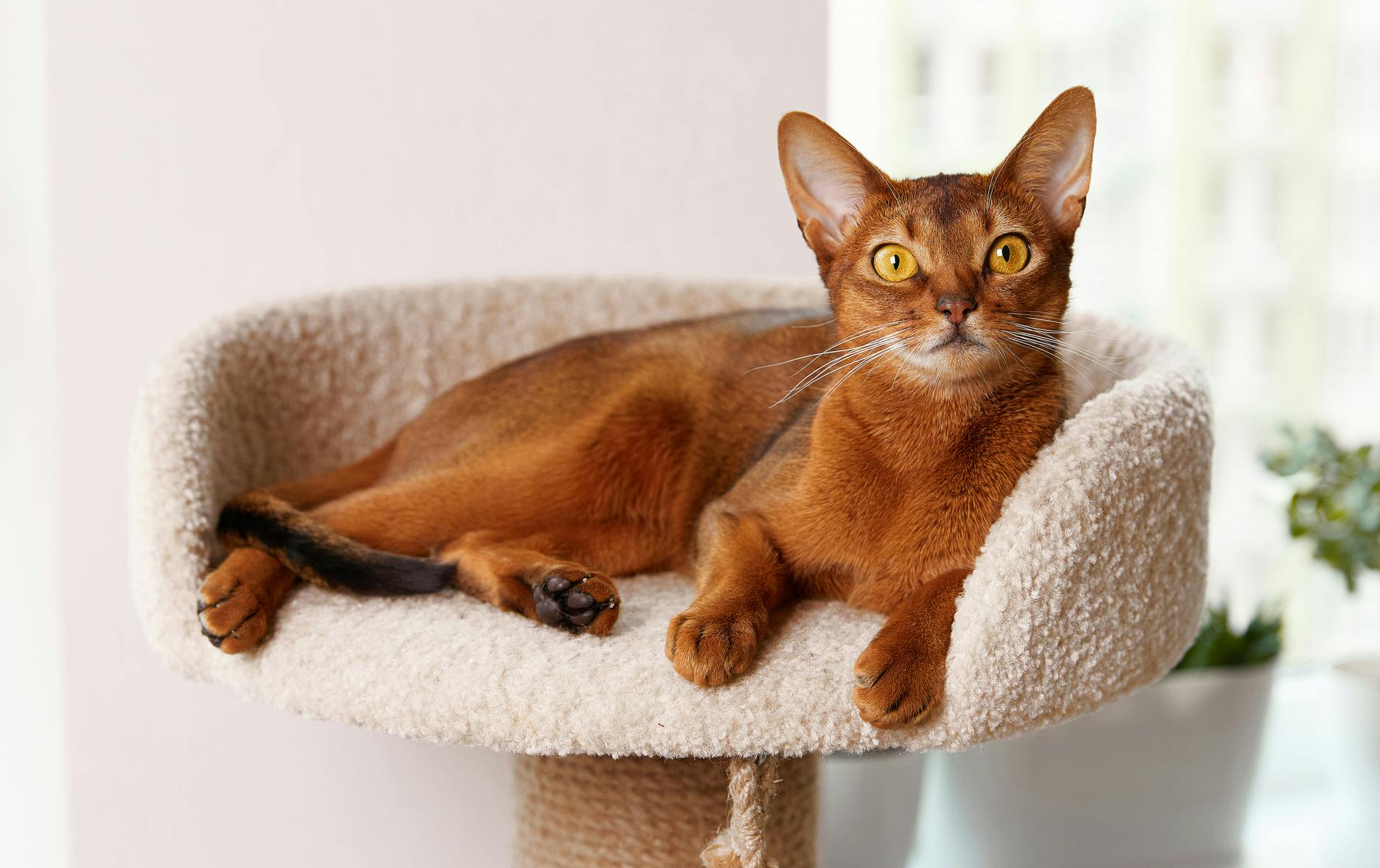 Abyssinian cat lounging on a cat tree in the living room.
