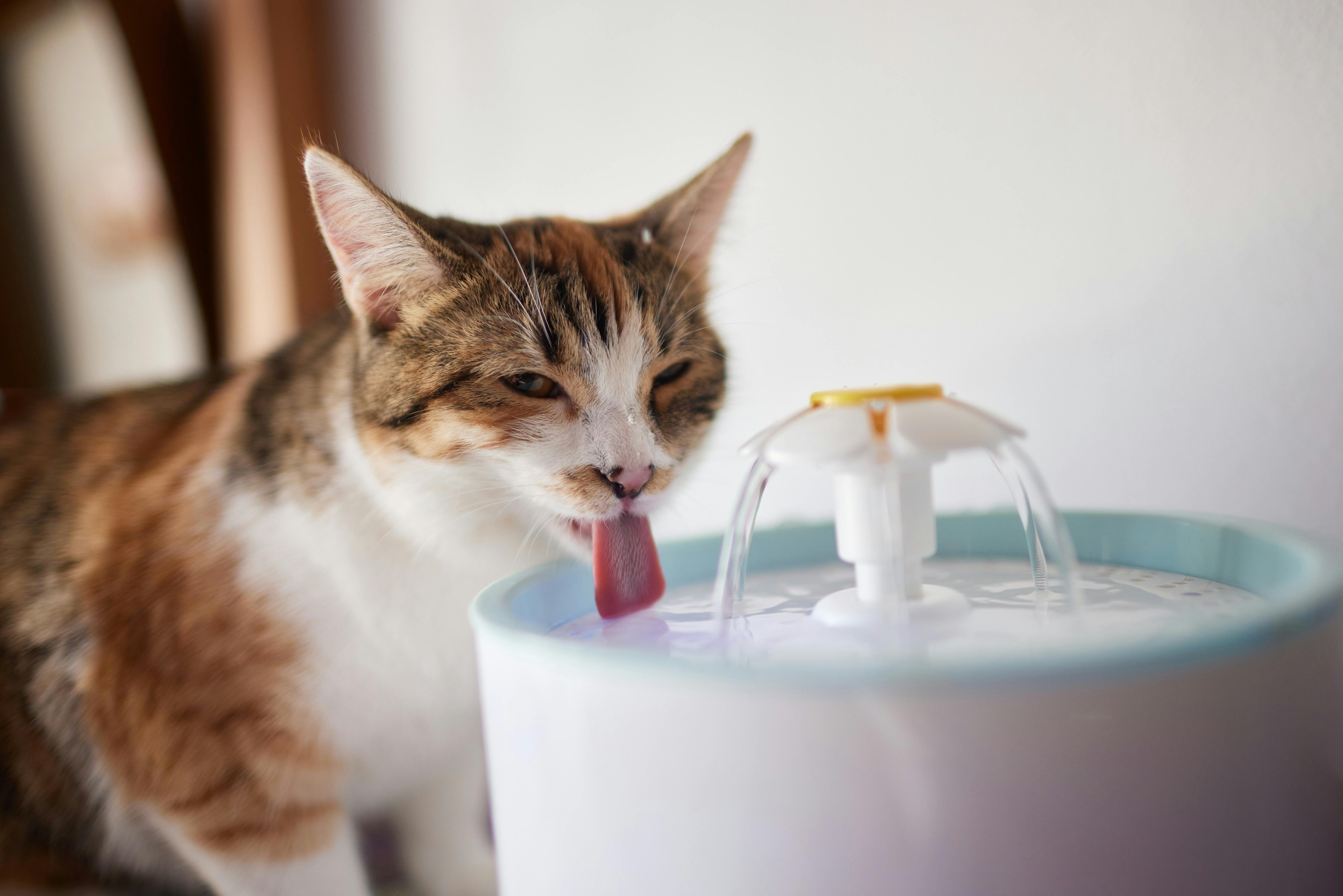 Cat drinking from a water fountain.