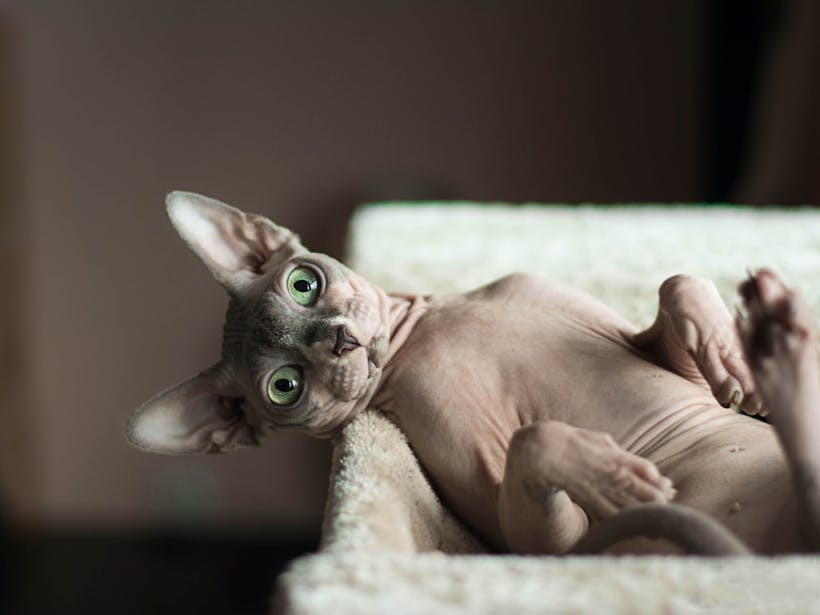 Spynx cat lying on their back