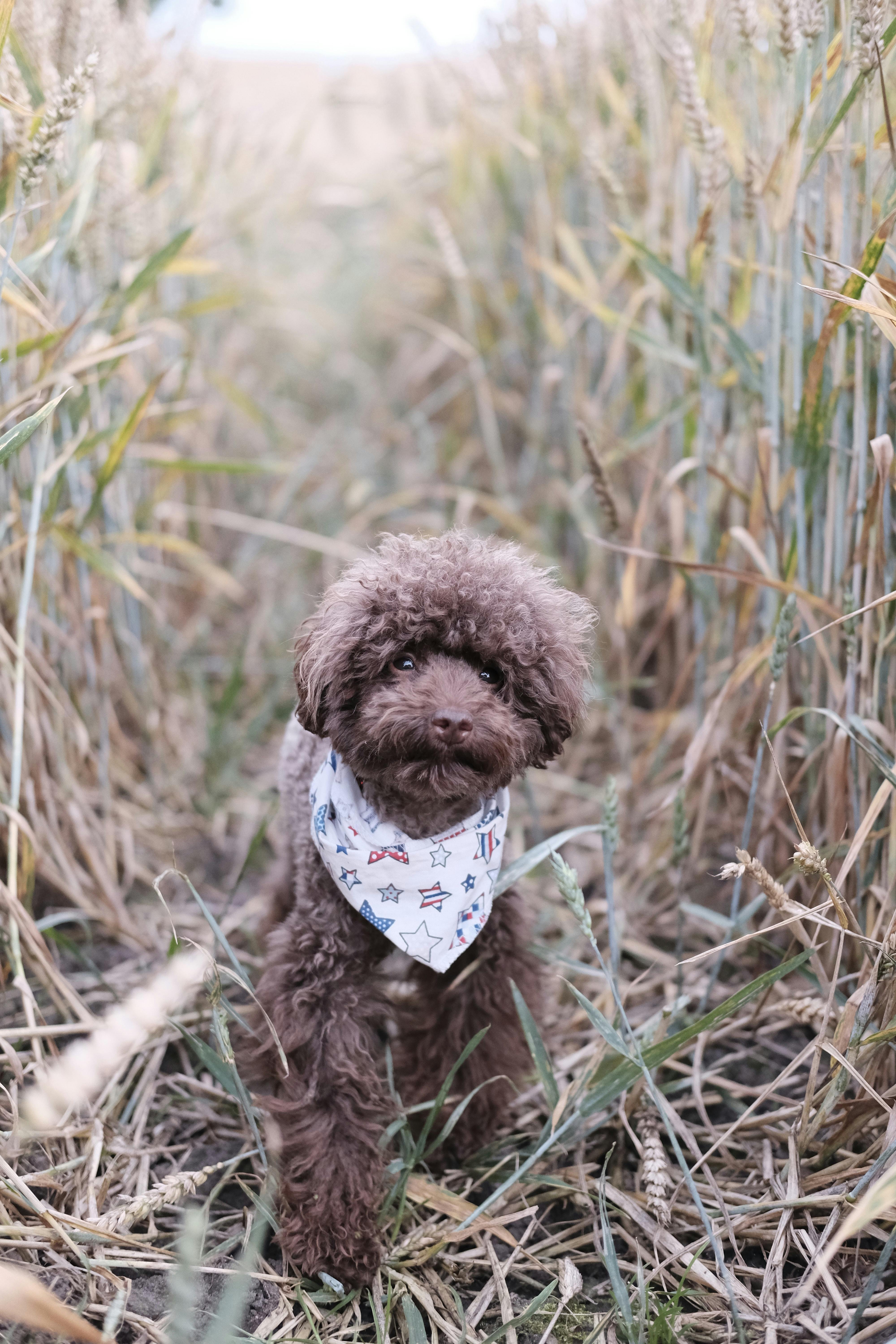 Poodle mix puppy wearing a bandana and standing in a field of grass