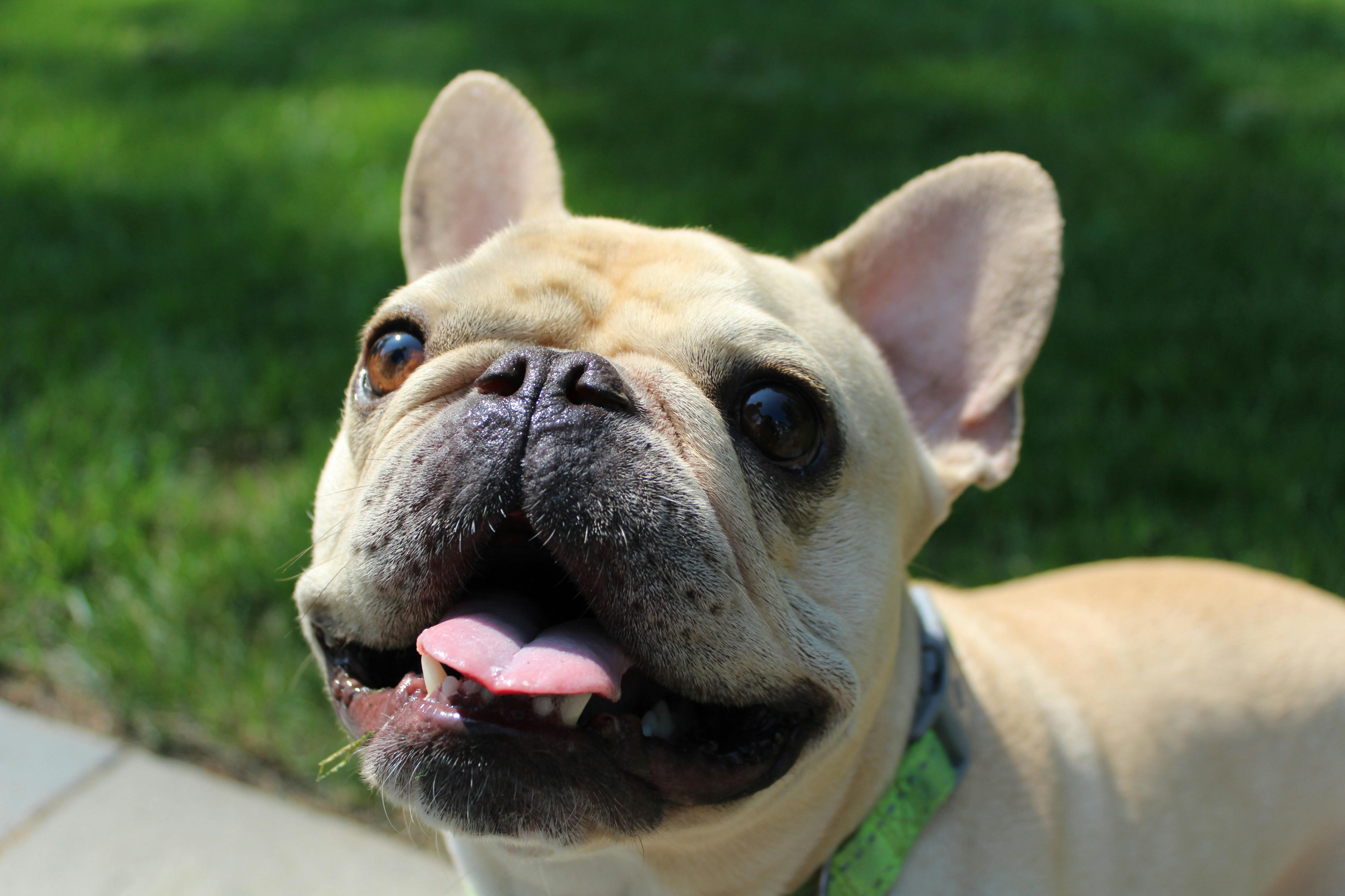 French bull dog panting in the sunshine