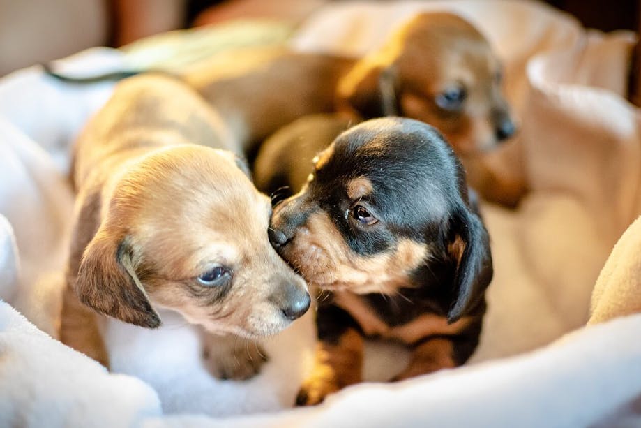 Litter of puppies socializing