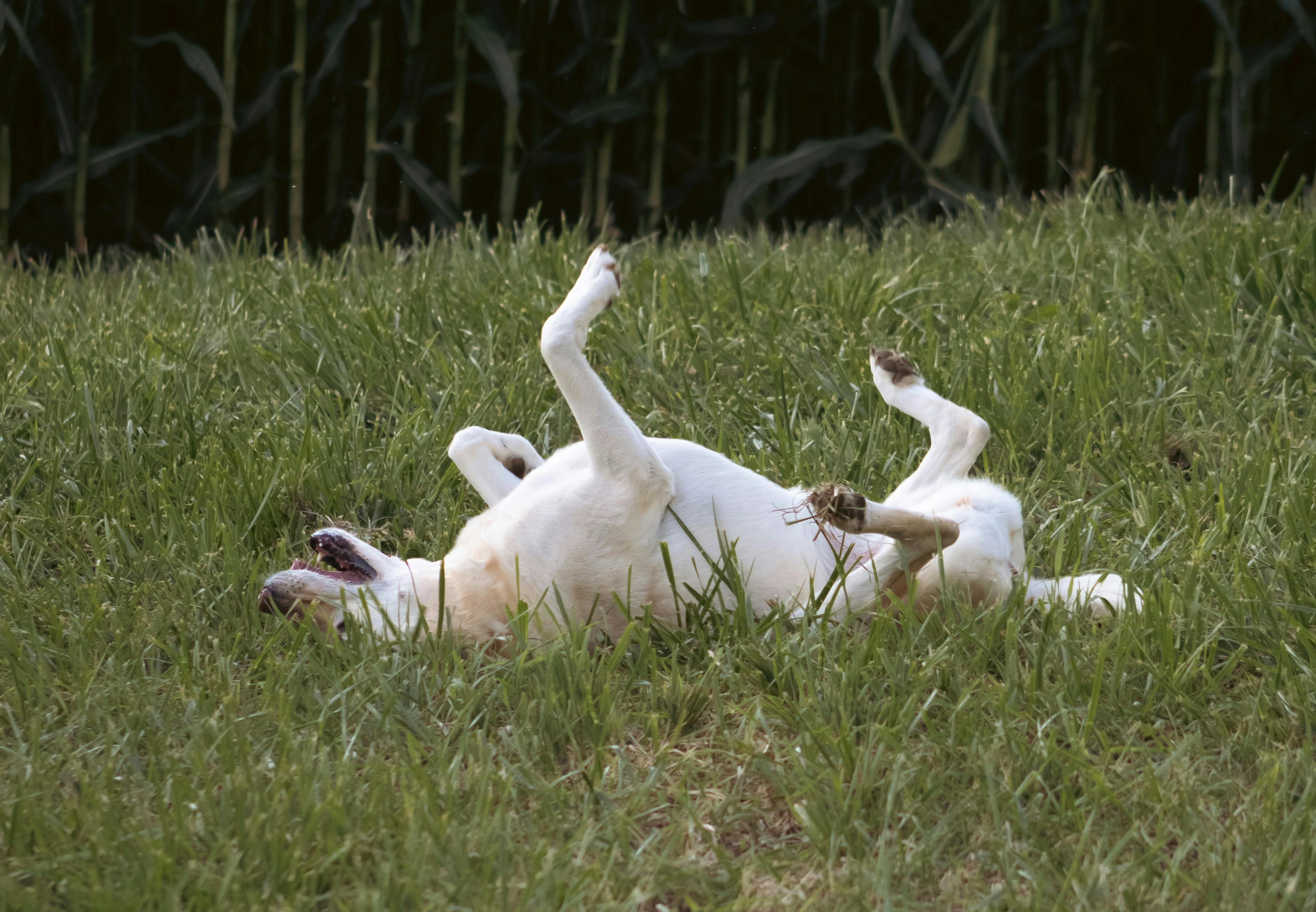 Dog rolling around in the grass.