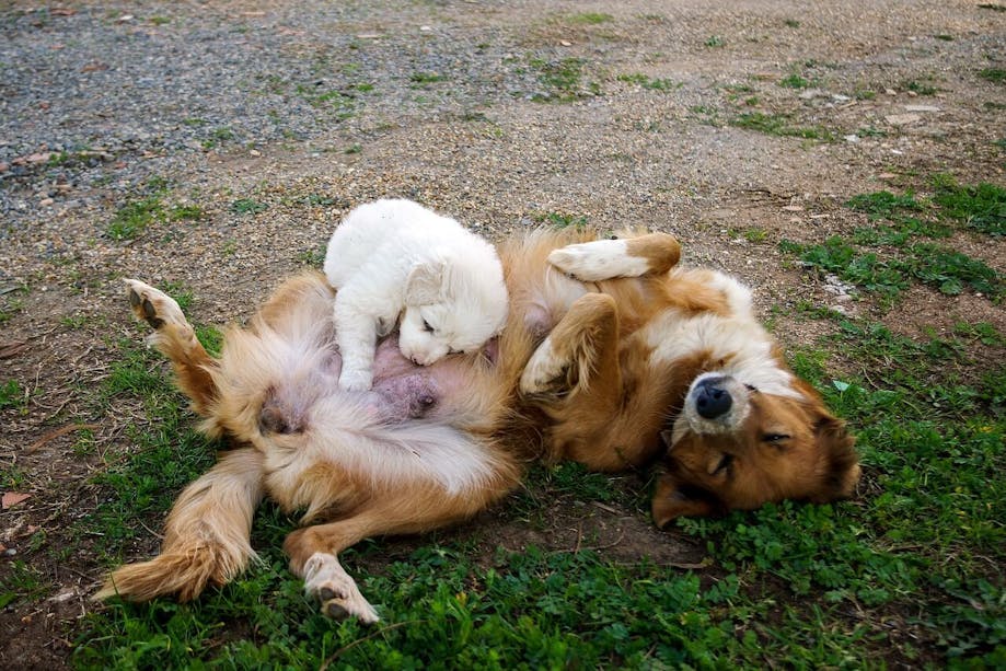 Mother dog feeding her puppy
