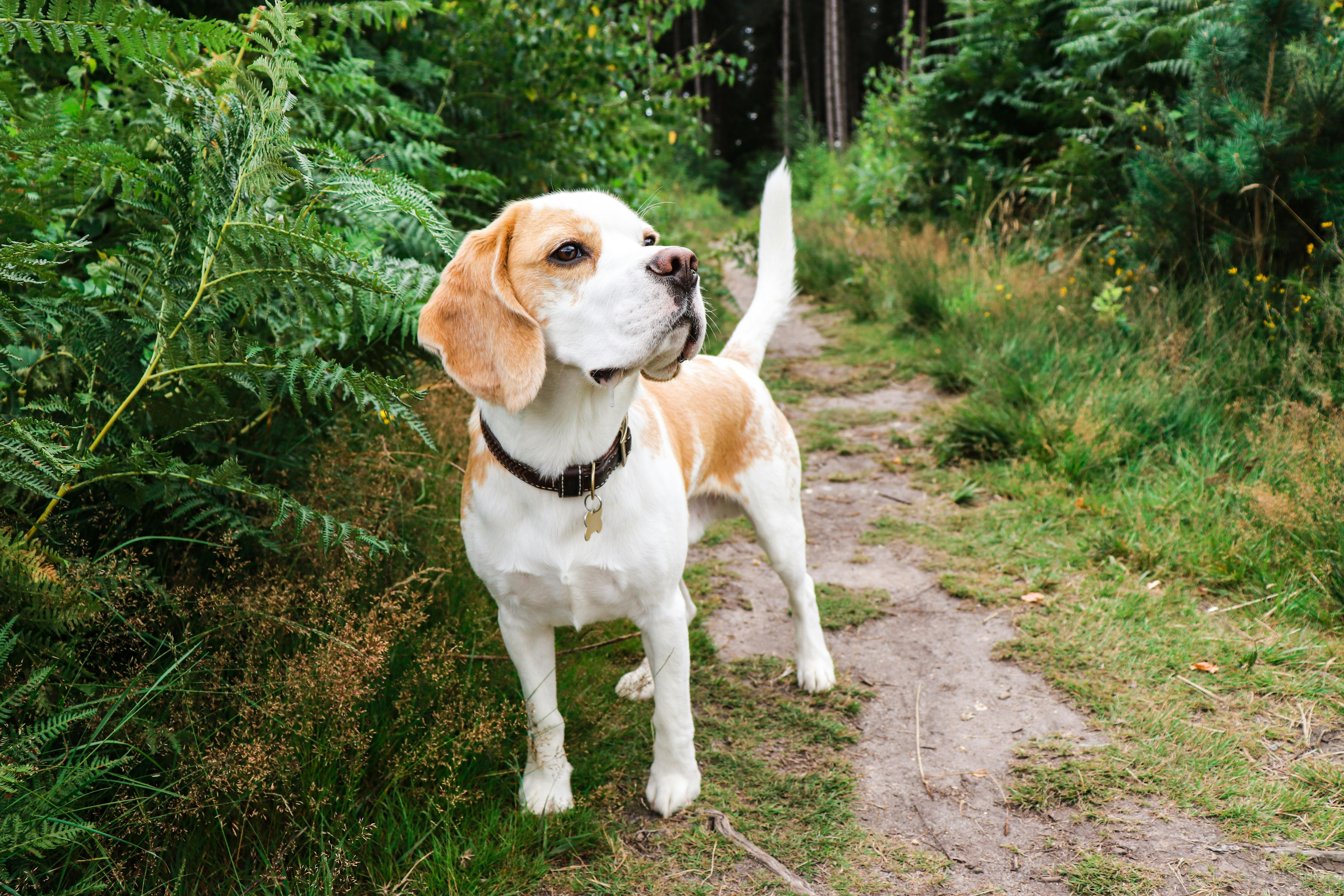 Beagle outside on a trail.
