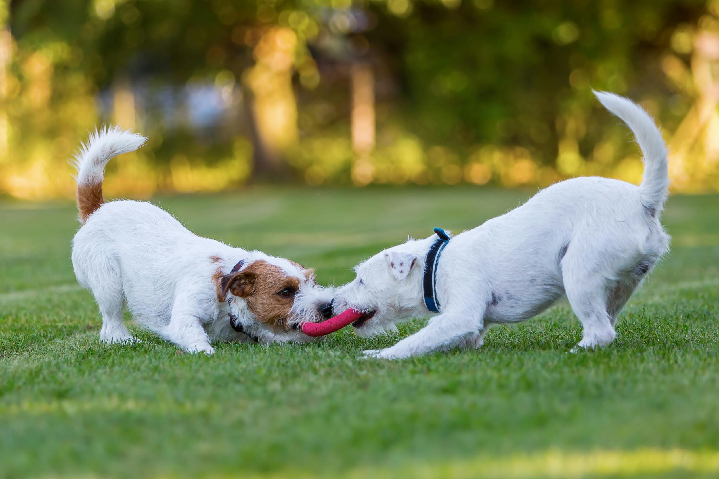 Two small dogs playing together in a park.