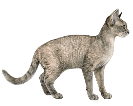 Picture of a Devon Rex cat