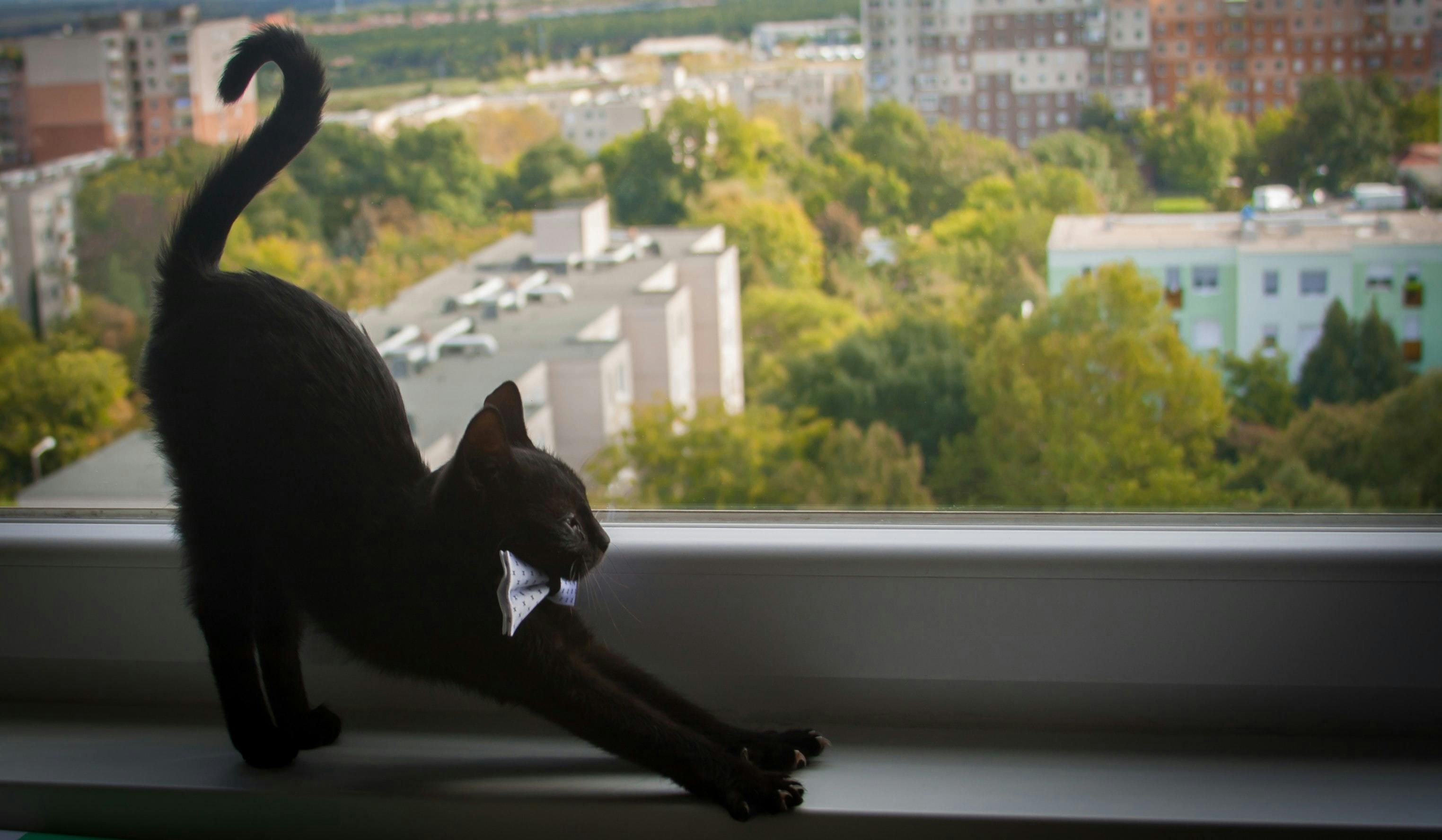 Black cat stretching in front of a window.