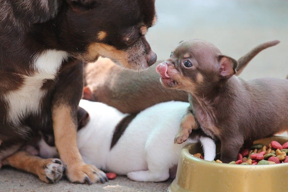 Mother Chihuahua with puppies