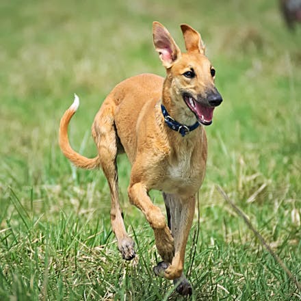 Greyhound running through the grass