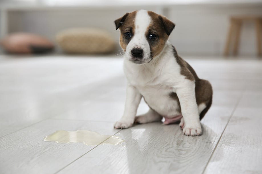 Puppy standing next to urine 