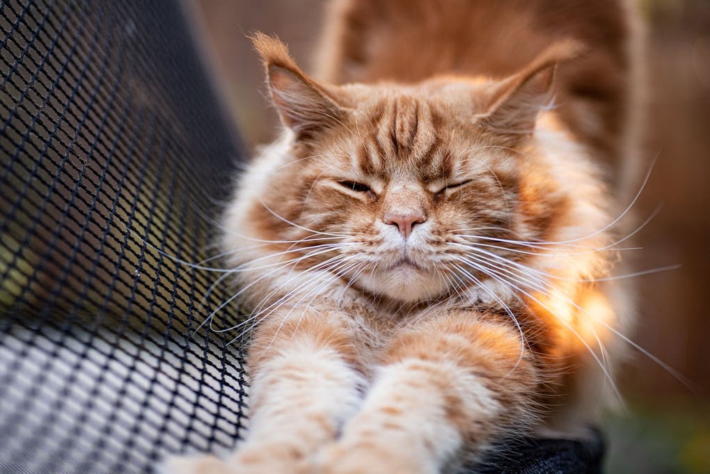 Understanding cat scratching behavior