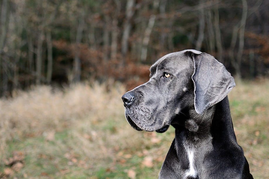 Profile of A Great Dane 