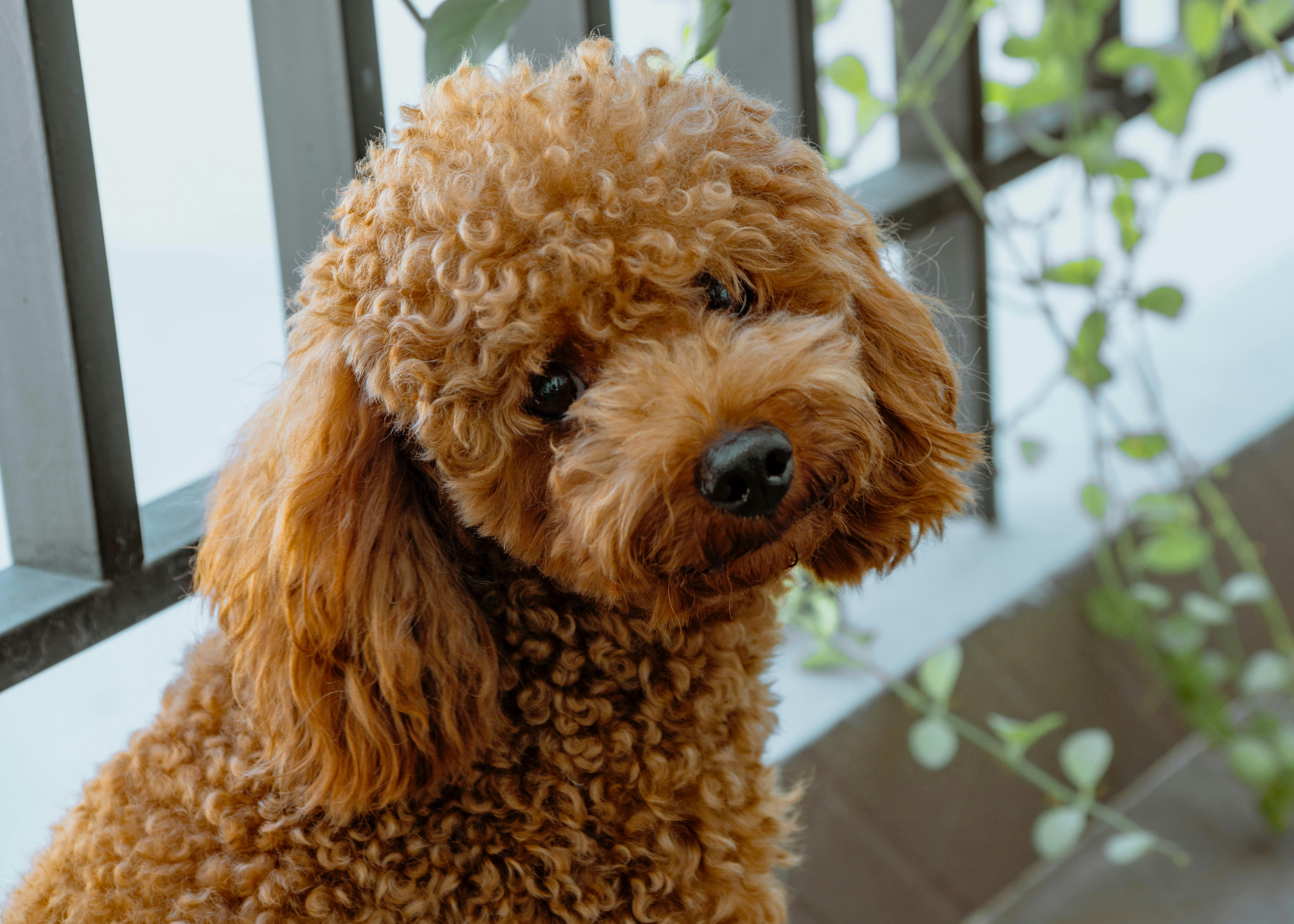 Brown Poodle sitting outside next to a fence.