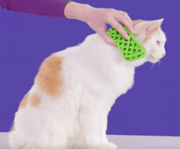 Pet parent brushing a cat