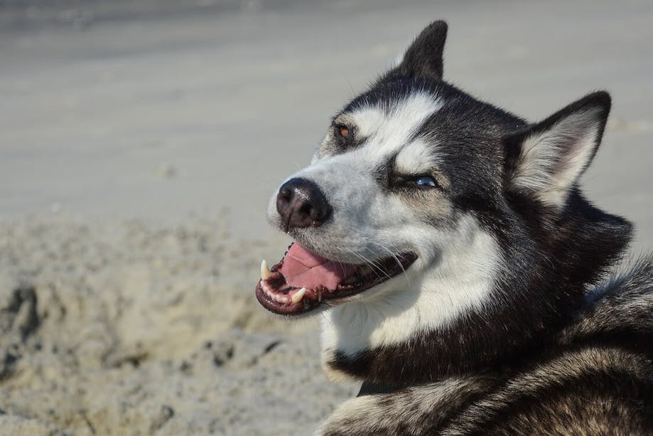 Smiling husky