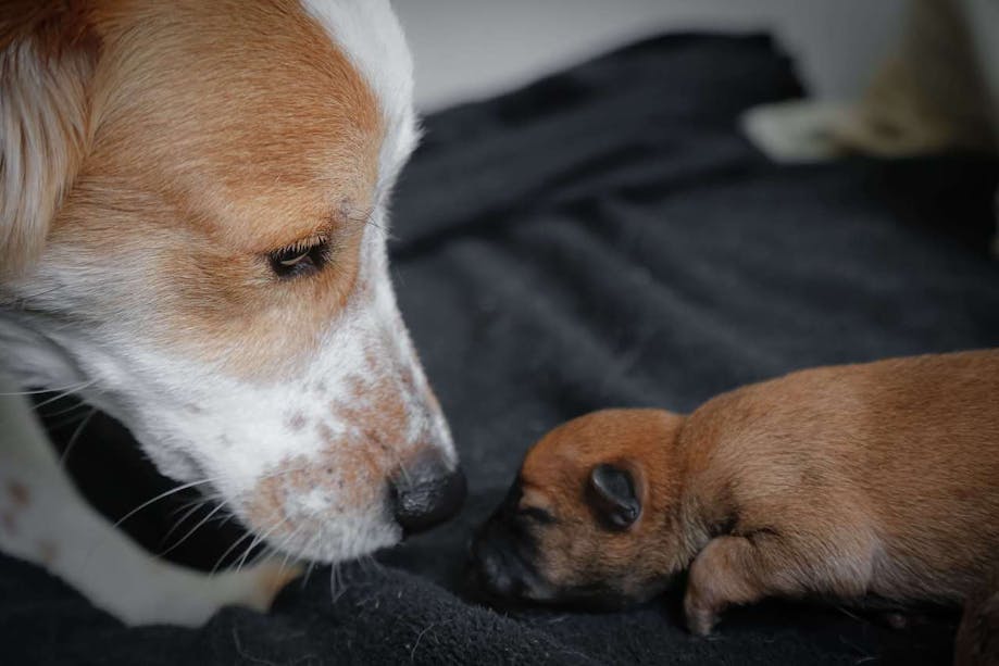A male dog smelling his pup