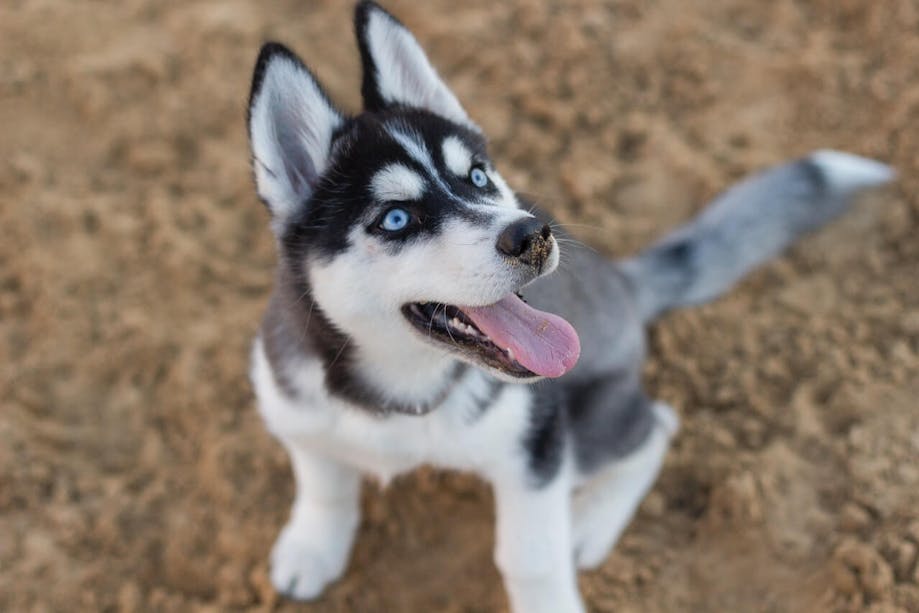  Blue-eyed Husky smiling at owner