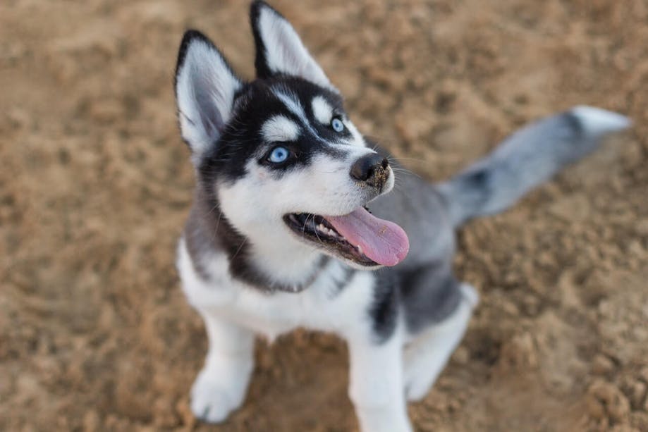 Blue-eyed Husky smiling at owner