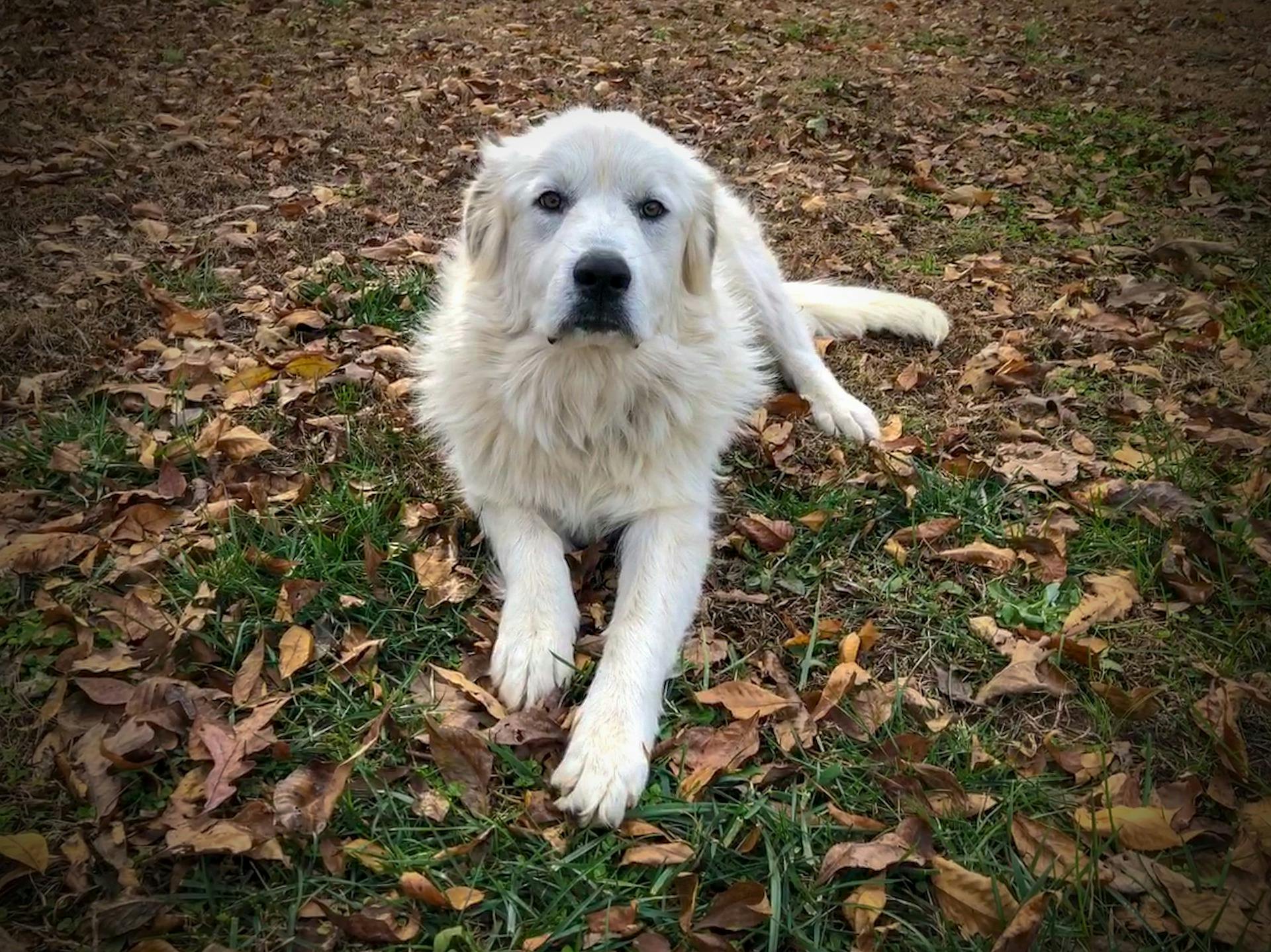 what breed of dog protects sheep