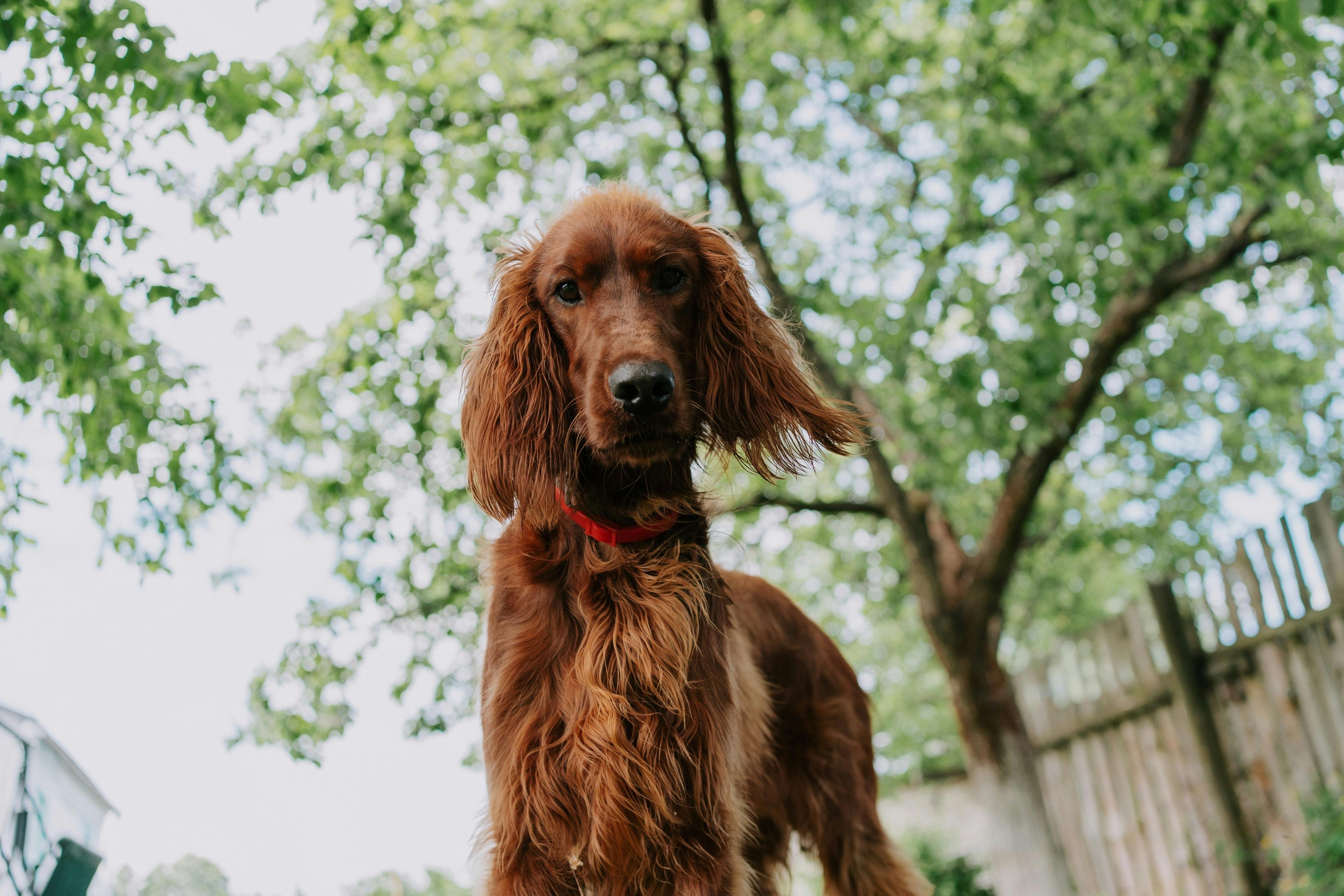 Irish Setter standing in a garden.