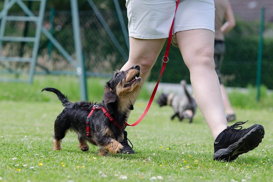 Dachshund walking on a leash