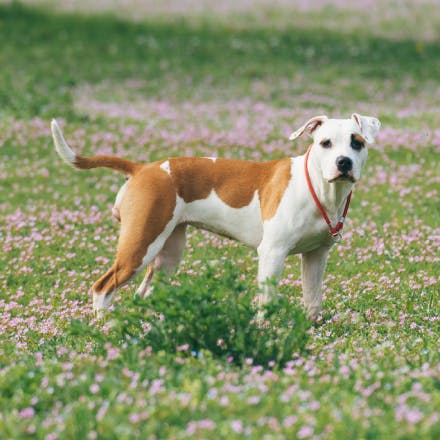 Bully breed dog standing in a field