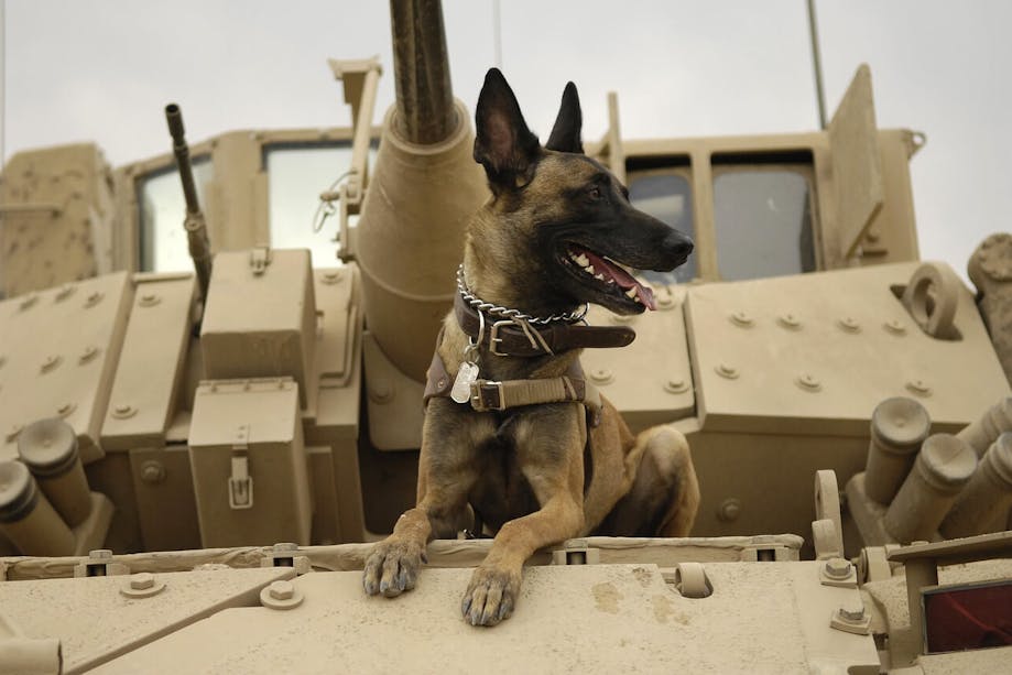 Military dog sitting on tank