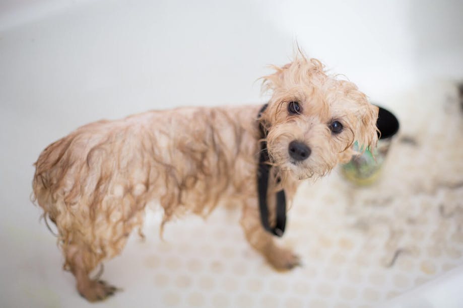 Dog getting a bath at home