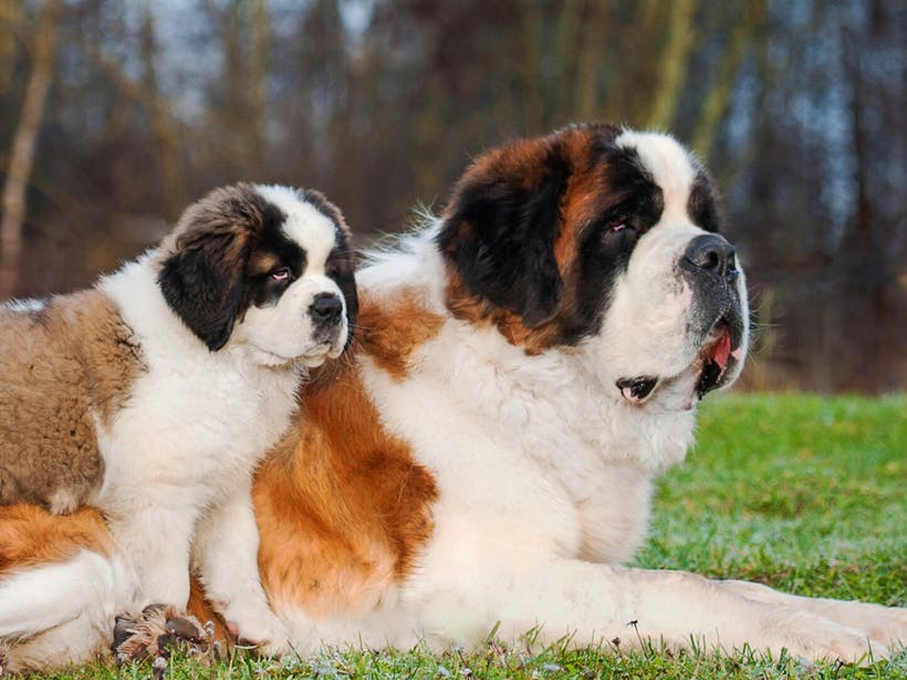 Male Saint Bernard with puppy in field