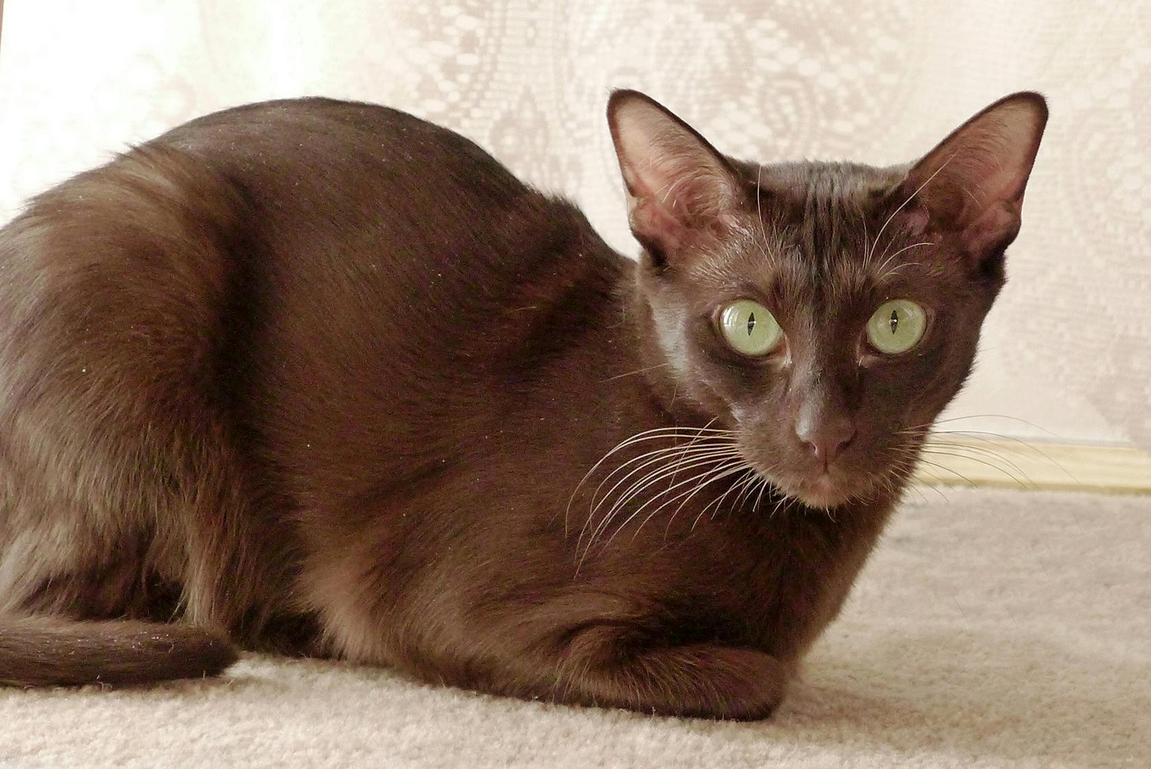 Havana Brown cat sitting on a carpeted floor.